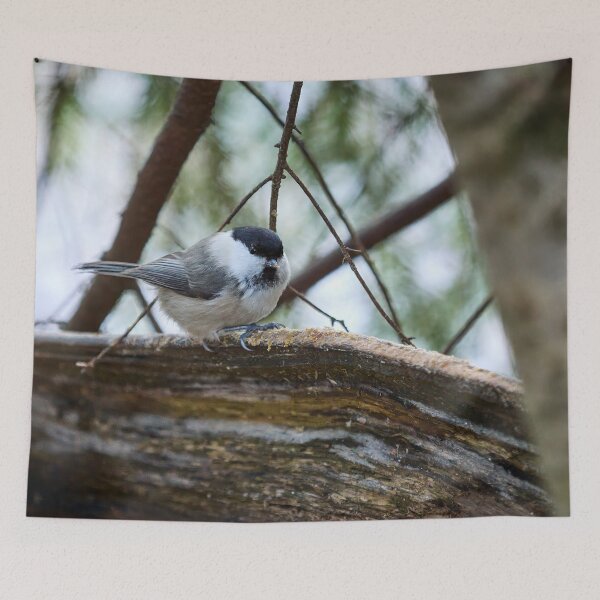 Item preview, Wintertit. Willow tit designed and sold by Jouko Lehto Photography.