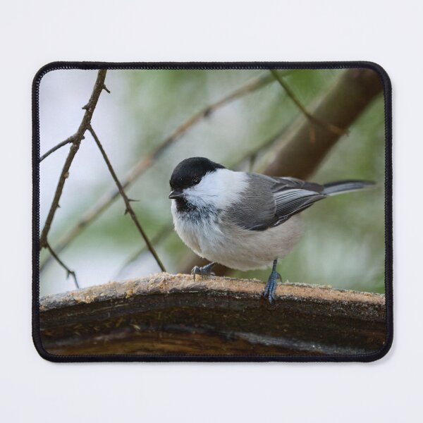 Item preview, The shine in your eyes. Willow tit designed and sold by Jouko Lehto Photography.