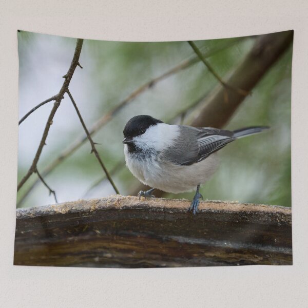 Item preview, The shine in your eyes. Willow tit designed and sold by Jouko Lehto Photography.