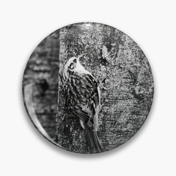 Item preview, Birchcreeping. Eurasian treecreeper bw designed and sold by Jouko Lehto Photography.