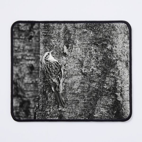 Item preview, Birchcreeping. Eurasian treecreeper bw designed and sold by Jouko Lehto Photography.