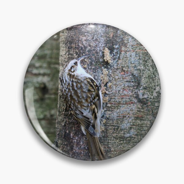 Item preview, Birchcreeping. Eurasian treecreeper designed and sold by Jouko Lehto Photography.