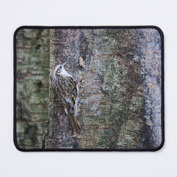 Item preview, Birchcreeping. Eurasian treecreeper designed and sold by Jouko Lehto Photography.