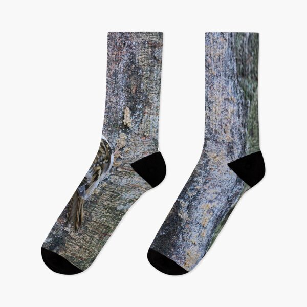 Item preview, Birchcreeping. Eurasian treecreeper designed and sold by Jouko Lehto Photography.