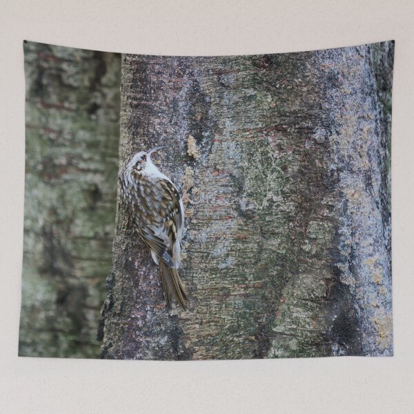 Item preview, Birchcreeping. Eurasian treecreeper designed and sold by Jouko Lehto Photography.