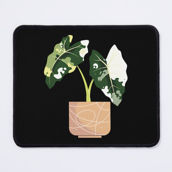 Item preview, Variegated Alocasia Frydek designed and sold by afypgzcstc8.