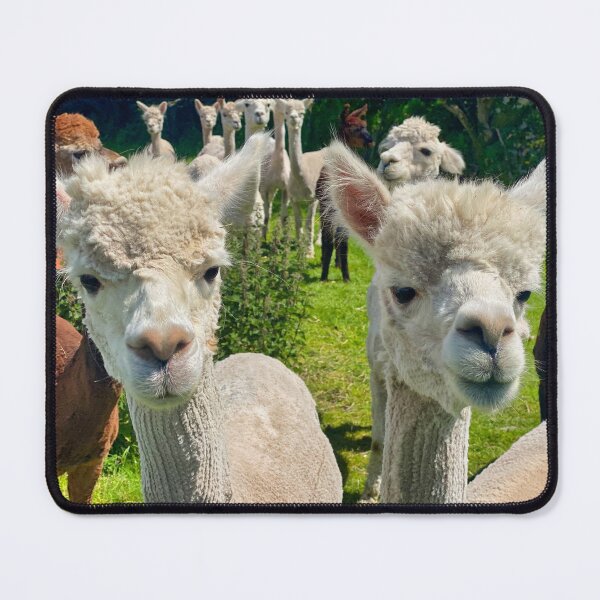 Item preview, Curious Alpaca Duo - Funny Smiling Alpacas in a Summer Meadow Portrait designed and sold by leonwoods.