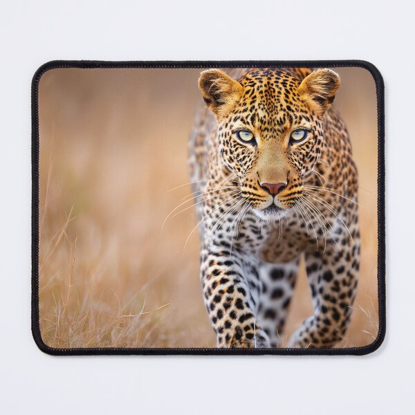 Item preview, Stunning Close-Up of a Majestic Leopard in Motion designed and sold by Artessie.