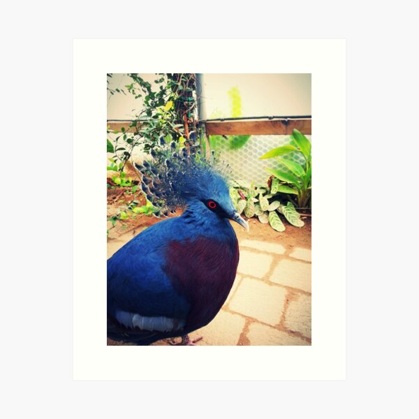 Goura Victoria Art Print