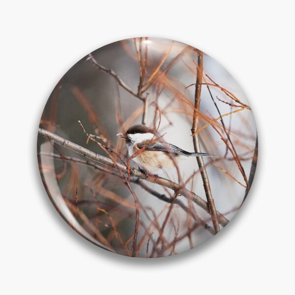 Item preview, Lapland tit (Poecile cinctus, syn.: Parus cinctus) designed and sold by Andreas Koerner.