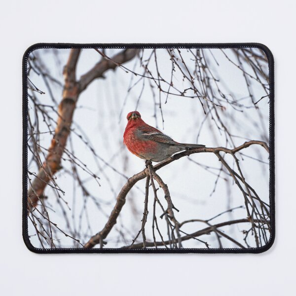Item preview, ♂ Hooked Bullfinch (Pinicola enucleator) designed and sold by Andreas Koerner.