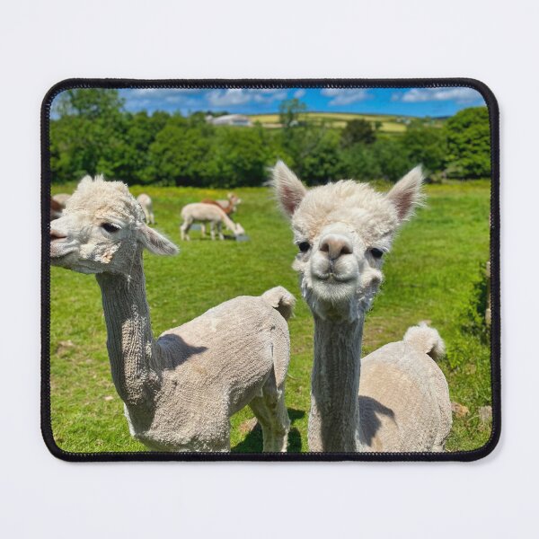 Item preview, Two Alpacas in a Grass Field – Cute Animal Photography, Friendly Farm Animals designed and sold by leonwoods.