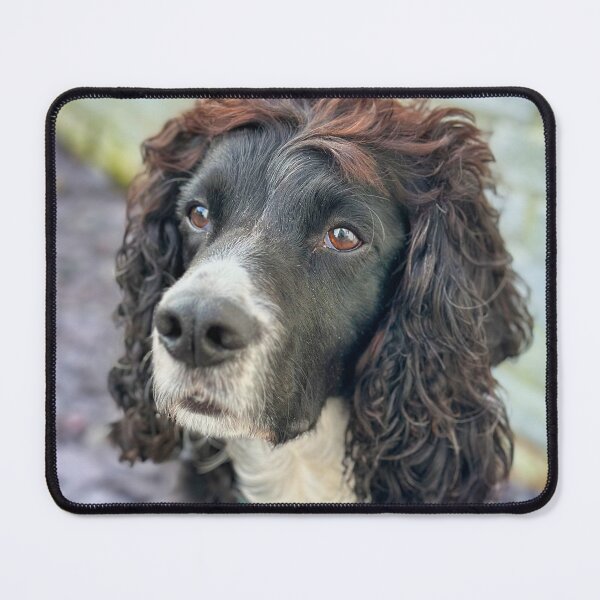Item preview, English Black Cocker Spaniel – Dog Portrait Photography, Cute Pet Close-Up designed and sold by leonwoods.
