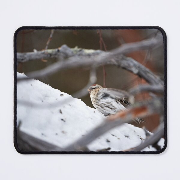 Item preview, Taiga siskin (Acanthis flammea flammea) designed and sold by Andreas Koerner.