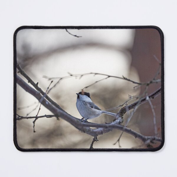 Item preview, Willow tit or monk tit (Poecile montanus, Syn.: Parus montanus), also known as dull-headed marsh tit designed and sold by Andreas Koerner.