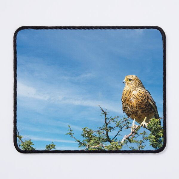 Item preview, Greater Kestrel In Botswana designed and sold by Kay Brewer.
