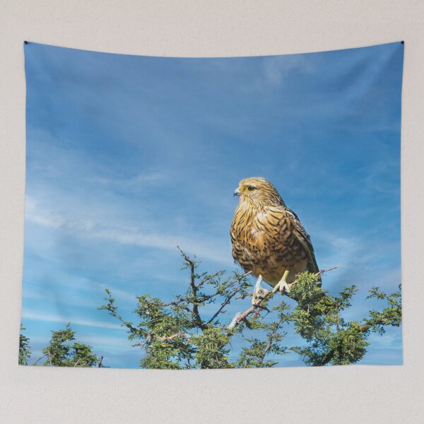 Item preview, Greater Kestrel In Botswana designed and sold by Kay Brewer.