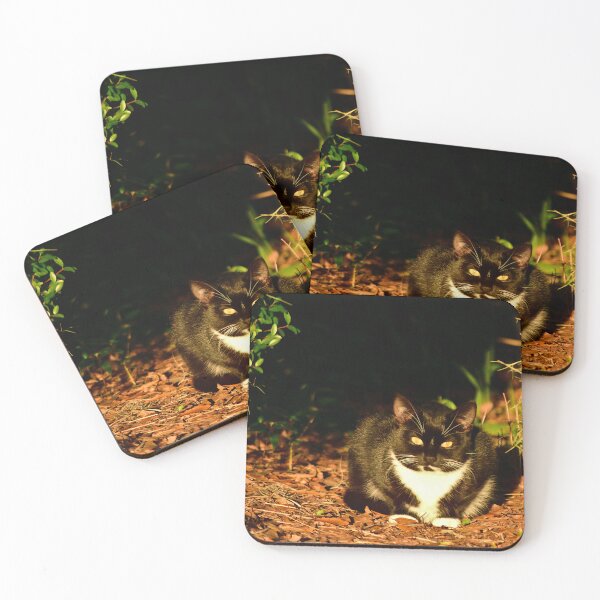 Item preview, Cat Resting in Sunlight designed and sold by MercerImages.