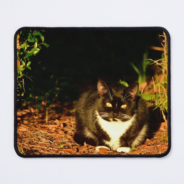 Item preview, Cat Resting in Sunlight designed and sold by MercerImages.