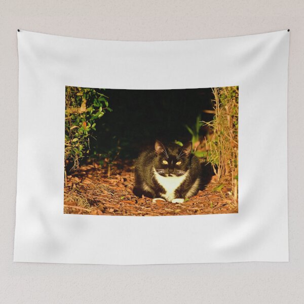 Item preview, Cat Resting in Sunlight designed and sold by MercerImages.