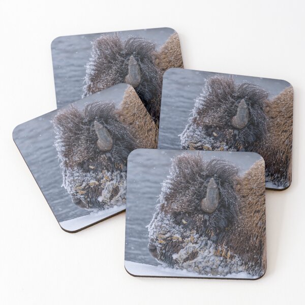 Item preview, Bison with Snowy Face designed and sold by SafariByMarisa.