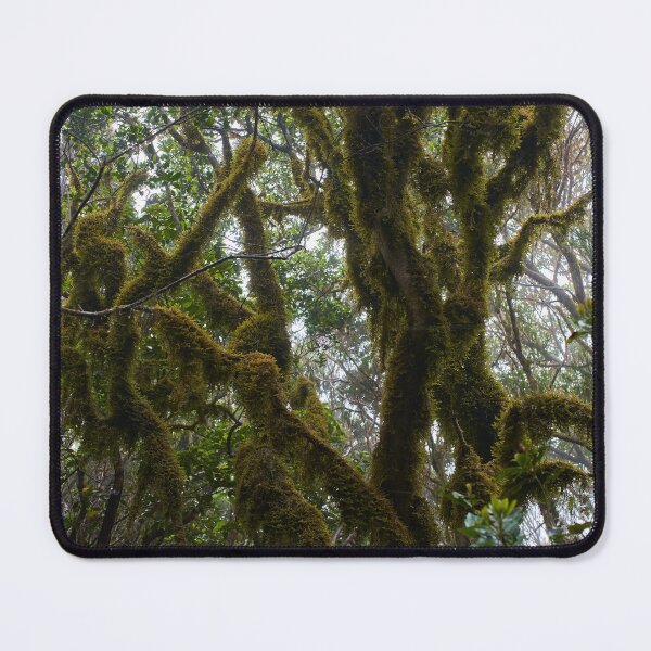 Item preview, Laurisilva forest with twisted mossy trees designed and sold by Imagerisium.