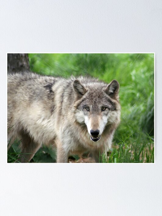 Thumbnail 1 of 3, Poster, Eye Contact designed and sold by indigocrow.