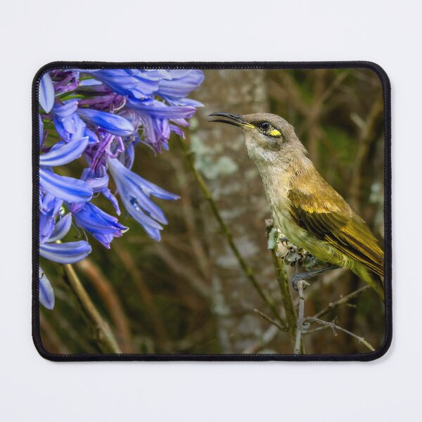 Item preview, Honeyeater On Agapanthus designed and sold by sandraanderson.