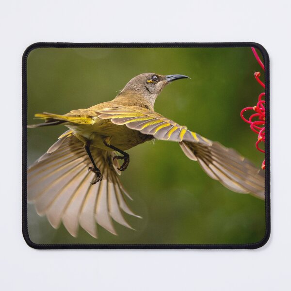 Item preview, Brown Honeyeater designed and sold by sandraanderson.