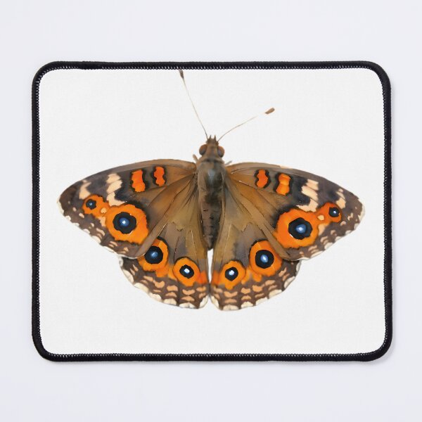 Item preview, Meadow Argus (Junonia villida) designed and sold by HOMETOWN86.
