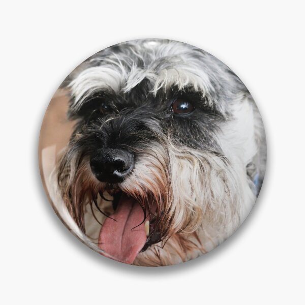Item preview, Miniature Schnauzer Portrait – Cute Bearded Dog Art, Black & Silver Schnauzer Photography designed and sold by leonwoods.