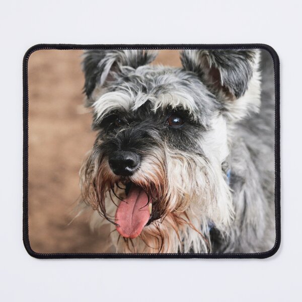 Item preview, Miniature Schnauzer Portrait – Cute Bearded Dog Art, Black & Silver Schnauzer Photography designed and sold by leonwoods.