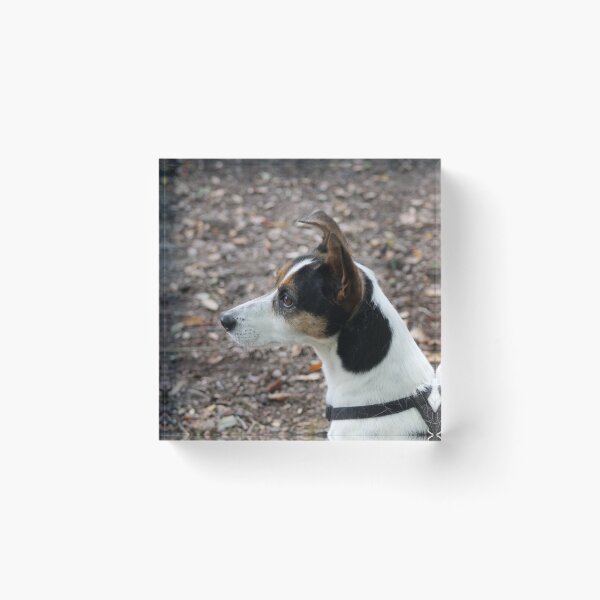 Item preview, Jack Russell Terrier Portrait – Energetic Dog Photography, Cute Small Dog Art, Pet Lover Gift designed and sold by leonwoods.