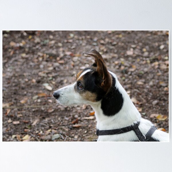 Item preview, Jack Russell Terrier Portrait – Energetic Dog Photography, Cute Small Dog Art, Pet Lover Gift designed and sold by leonwoods.