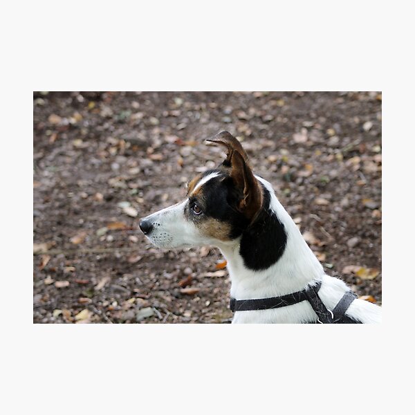 Item preview, Jack Russell Terrier Portrait – Energetic Dog Photography, Cute Small Dog Art, Pet Lover Gift designed and sold by leonwoods.