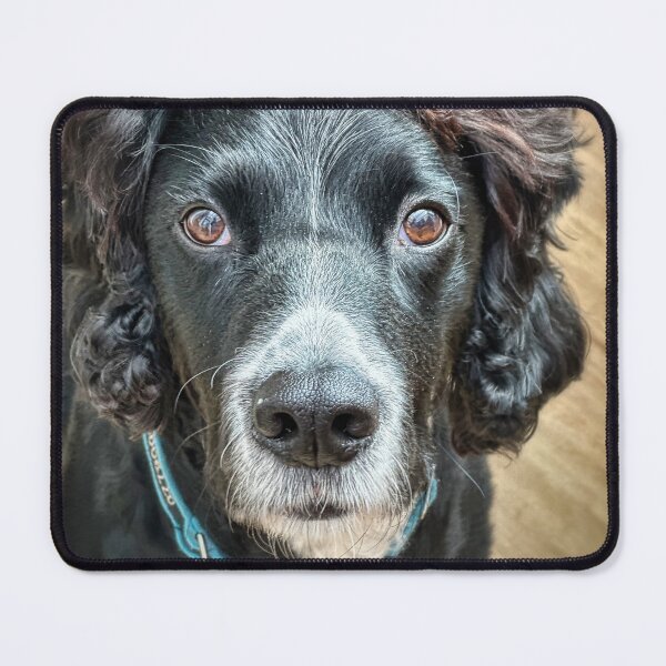 Item preview, Black English Cocker Spaniel Portrait – Elegant Dog Photography, Spaniel Dog Art, Pet Lover Gift designed and sold by leonwoods.