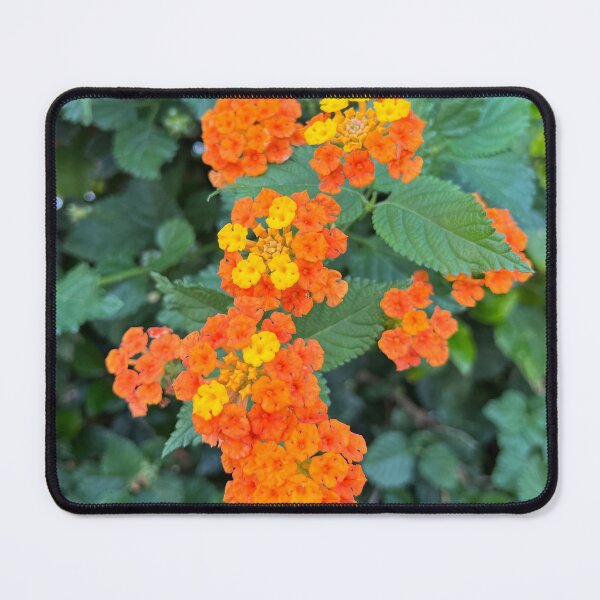 Item preview, Lantana designed and sold by Alexander Krishchyunas.