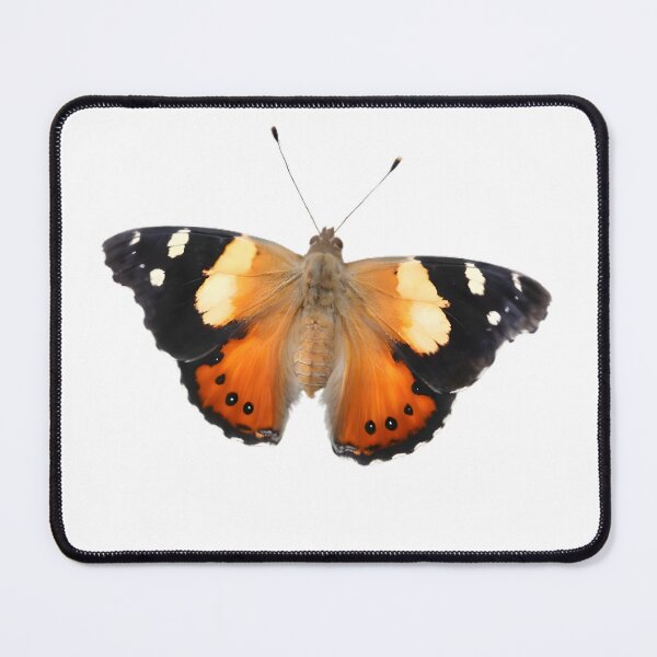 Item preview, Australian Admiral (Vanessa itea) designed and sold by HOMETOWN86.