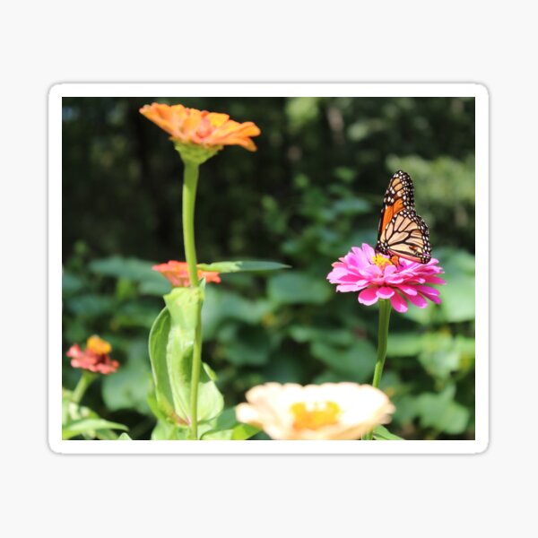 Butterfly, Flower Garden Sticker