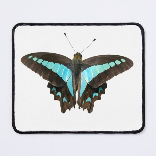 Item preview, Blue Triangle (Graphium sarpedon) designed and sold by HOMETOWN86.