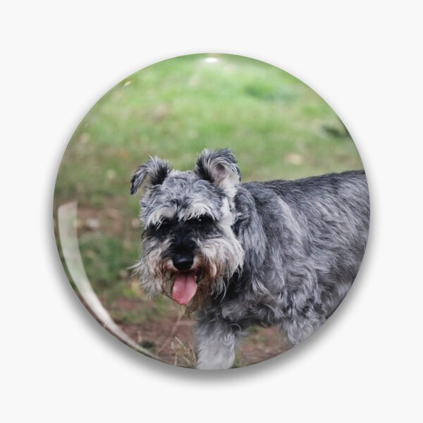 Item preview, Miniature Schnauzer Dog Portrait – Cute Schnauzer Photography Print for Dog Lovers designed and sold by leonwoods.