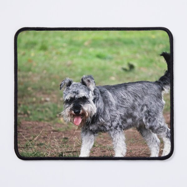 Item preview, Miniature Schnauzer Dog Portrait – Cute Schnauzer Photography Print for Dog Lovers designed and sold by leonwoods.