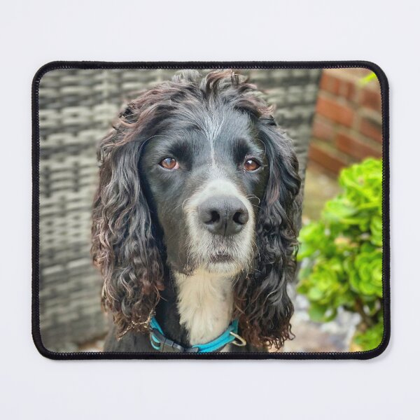Item preview, English Cocker Spaniel Portrait – Beautiful Dog Photography Print for Pet Lovers designed and sold by leonwoods.