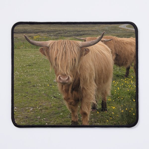 Item preview, Highland Cow Photograph designed and sold by orchiddesignco.