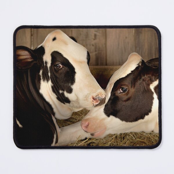 Item preview, Animal - Cow - You’ve Known Me Longer Than Anyone designed and sold by Mike Savad Photography.