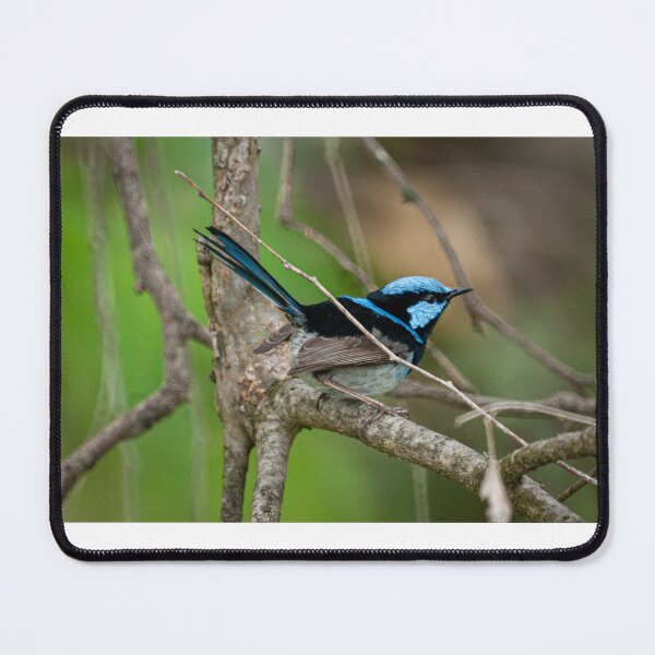 Item preview, Superb Fairy Wren designed and sold by D-GaP.