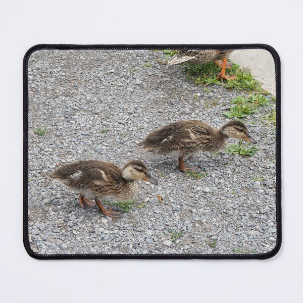 Item preview, Two Cute Ducklings Walking designed and sold by BackyardBirder.