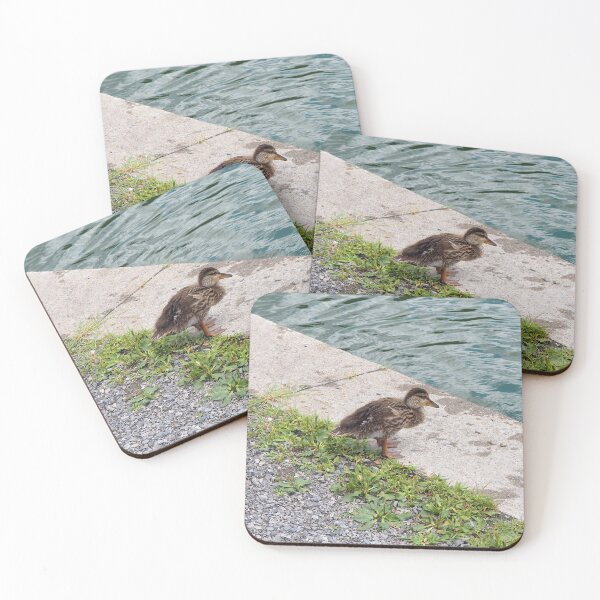 Item preview, Duckling Staring at The Pond Water designed and sold by BackyardBirder.