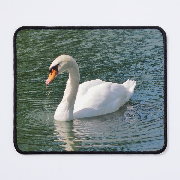 Item preview, Mute Swan With Food In Its Bill designed and sold by BackyardBirder.
