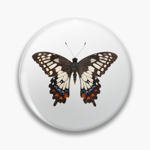 Item preview, Dainty Swallowtail (Papilio anactus) designed and sold by HOMETOWN86.